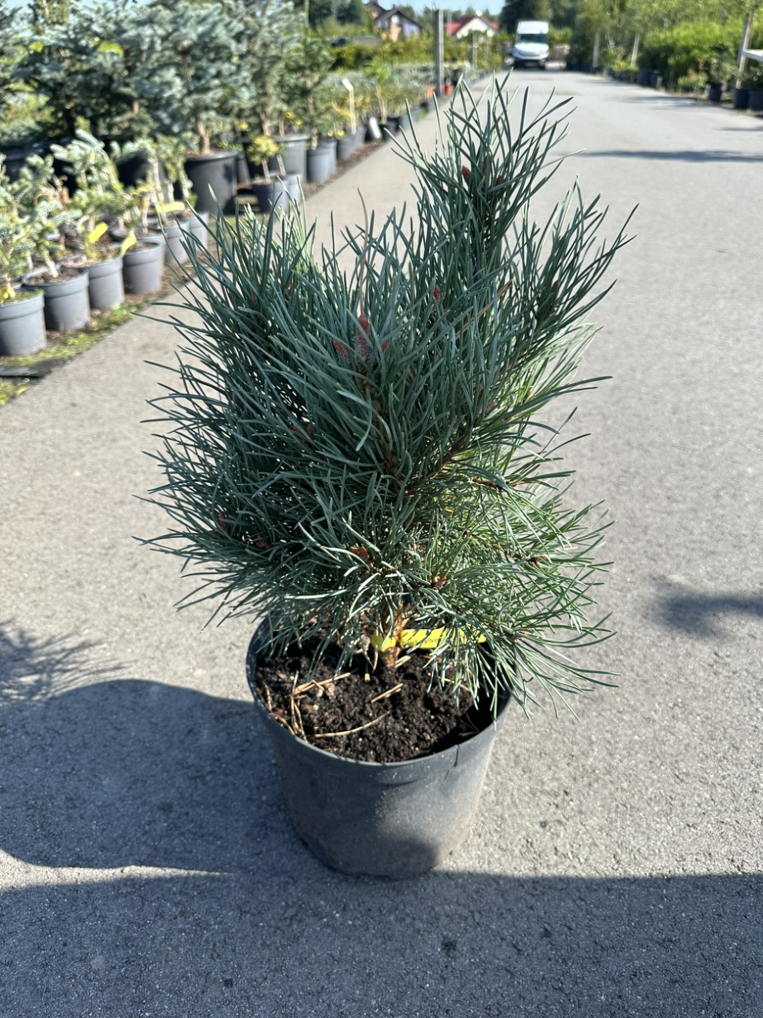 Сосна обыкновенная Вотерери